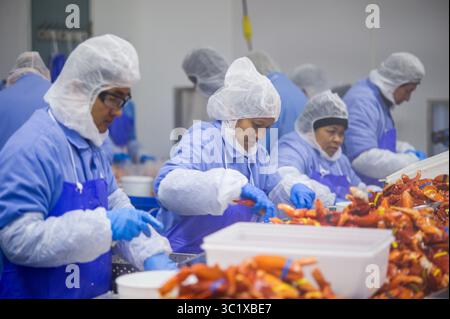 15 octobre 2015 - Saco, Maine, États-Unis - processus de cueillette du homard à Saco, Maine (crédit image : © Edwin Remsberg / Vwpics/VW pics via ZUMA Wire) Banque D'Images