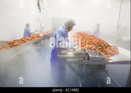 15 octobre 2015 - Saco, Maine, États-Unis - processus de cueillette du homard à Saco, Maine (crédit image : © Edwin Remsberg / Vwpics/VW pics via ZUMA Wire) Banque D'Images