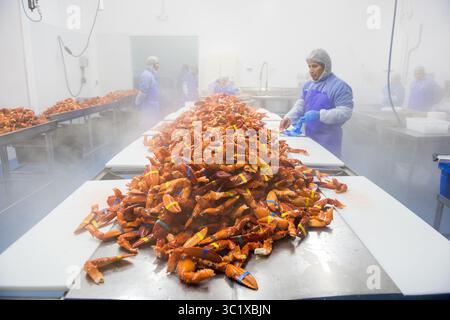 15 octobre 2015 - Saco, Maine, États-Unis - processus de cueillette du homard à Saco, Maine (crédit image : © Edwin Remsberg / Vwpics/VW pics via ZUMA Wire) Banque D'Images