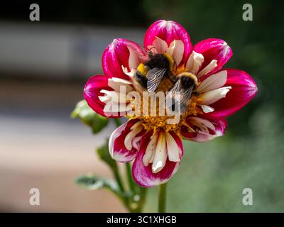 Collarette Dahlia Bumble Rumble avec deux bourdons qui la pollinisent. Banque D'Images