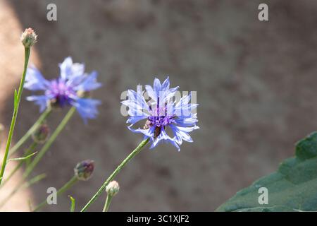 Beau bleuet bleu éclatant (Centaurea cyanus) sur fond blanc. Beaucoup d'espace de copie, concept d'été. Gros plan floral bleu minimaliste Banque D'Images