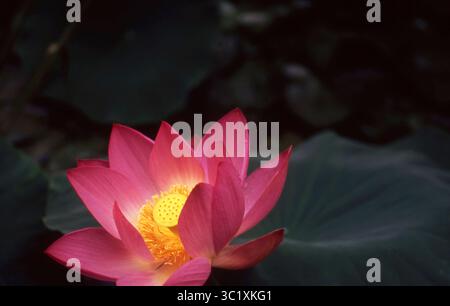 Rose Lotus Blossom illuminé contre Dark Pond Banque D'Images
