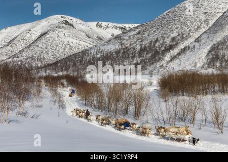 Yamalo Nenets, Russie - 16 avril 2021 : vue d'une étendue enneigée, avec un traîneau tiré par des rennes coupant à travers le paysage blanc et dur vers des montagnes enneigées, une scène de la vie paisible de l'Arctique. Banque D'Images