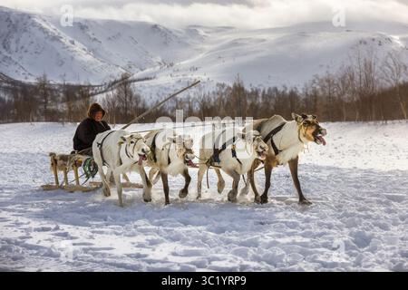 Yamalo Nenets, Russie - 16 avril 2021 : vue d'un traîneau à rennes traversant la neige immaculée, contrastant avec les majestueuses montagnes enneigées de l'Oural. Banque D'Images