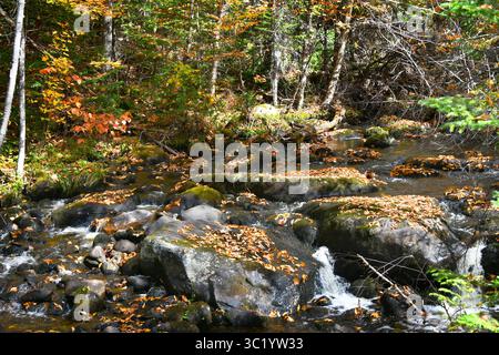 Les rochers et les pierres fournissent la dérivation de l'eau, dans le ruisseau tranquille, formant de petites cascades. Les feuilles d'automne couvrent les rochers dans ce ruisseau tranquille du Vermont. Banque D'Images
