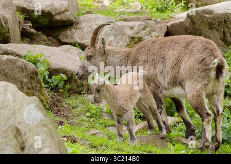 Bouillon alpin femelle (bouillon Capra) avec ses petits sur une pente verte rocheuse dans un parc animalier en Allemagne, lumière naturelle, paysage printanier. Banque D'Images