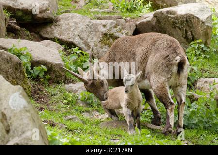 Bouillon alpin femelle (bouillon Capra) avec ses petits sur une pente verte rocheuse dans un parc animalier en Allemagne, lumière naturelle, paysage printanier. Banque D'Images
