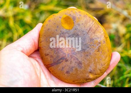 Champignons récoltés dans la forêt champignons dans la main dans Leninskiy rayon Brest District Brest région de Brest Biélorussie. Banque D'Images