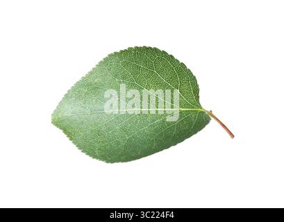 Une feuille d'abricot vert isolée sur blanc Banque D'Images