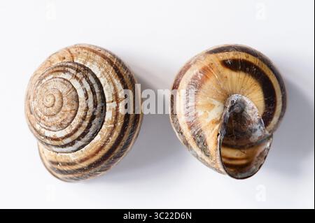 Deux coquilles d'escargot, haut de coquille et bas de coquille, sur fond blanc Banque D'Images