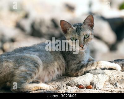 Un chat de rue aux yeux verdâtres est vigilant sur un sol rocheux sur Gran Canaria. Sa fourrure à motifs dans les tons gris, marron et blanc. Banque D'Images