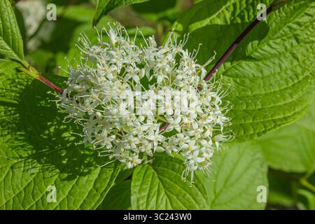 Cornus sanguinea - plante de chien rouge en fleur. Cornus avec de minuscules fleurs blanches et des feuilles vertes. Arbuste fleuri de Cornus sanguinea dans le jardin de printemps. Banque D'Images