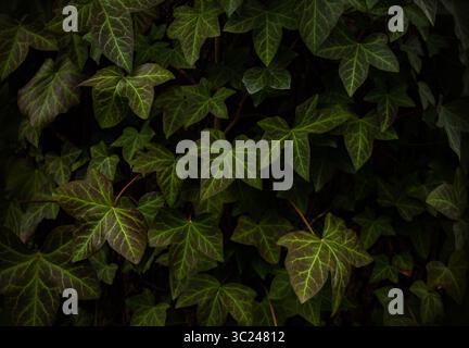 Feuilles de lierre de l'Himalaya, fond Hedera Nepalensis. Fond de feuilles de lierre vert naturel. Feuilles texturées vertes poussant sur un tronc d'arbre. Banque D'Images