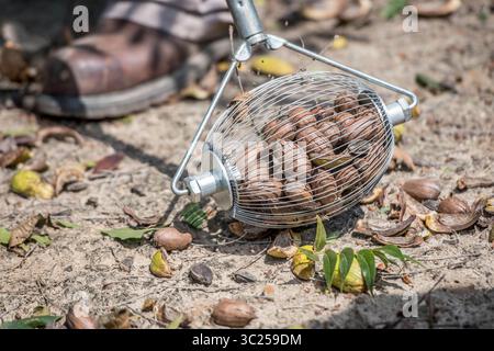 20 septembre 2017 - Tifton, Géorgie, États-Unis - utilisation d'une cueilleuse de noix de benne pour ramasser des noix de pécan sur le sol, Tifton, Géorgie. (Crédit image : © Edwin Remsberg / Vwpics/VW pics via ZUMA Wire) Banque D'Images