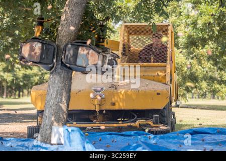 20 septembre 2017 - Tifton, Géorgie, États-Unis - homme exploitant un secoueur d'arbre pour enlever les noix de pécan de l'arbre, Tifton, Géorgie. (Crédit image : © Edwin Remsberg / Vwpics/VW pics via ZUMA Wire) Banque D'Images