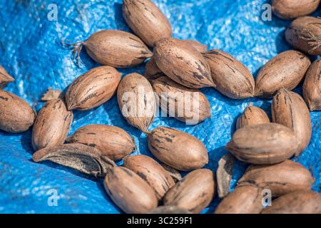 20 septembre 2017 - Tifton, Géorgie, États-Unis - pile de pacanes sur bâche bleue après avoir été récoltée, Tifton, Géorgie. (Crédit image : © Edwin Remsberg / Vwpics/VW pics via ZUMA Wire) Banque D'Images