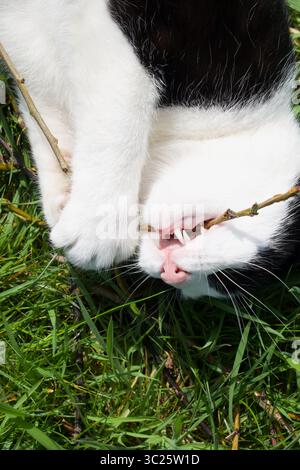 Gros plan d'un chat (portrait) Banque D'Images