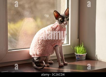 Un chat Sphynx est assis confortablement sur un rebord de fenêtre en bois, portant un pull tricoté rose. Le chat regarde par la fenêtre avec une expression focalisée. Un sm Banque D'Images