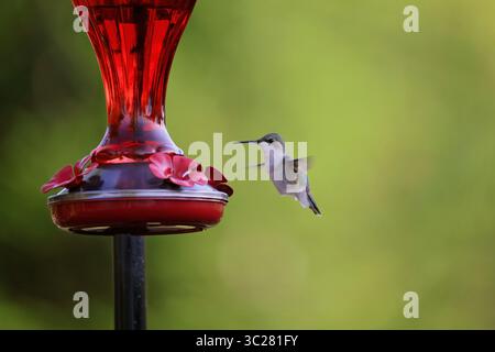 Colibri rubis femelle visitant la mangeoire d'oiseaux rouges. Fond vert lisse. Banque D'Images