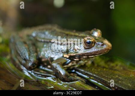 Aga crapaud, Bufo Marinus assis sur Une bûche d'arbre, habitant amphibien dans l'éco-système des zones humides, Haff Reimech Banque D'Images