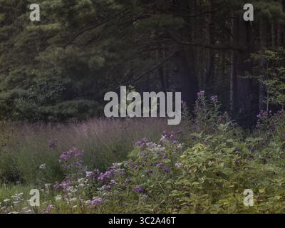 20 avril 2019 - New York, États-Unis - diverses fleurs sauvages et herbe à aiguillon dans un champ avec des arbres à feuilles persistantes en arrière-plan (crédit image : © Novo images/Glasshouse via ZUMA Wire) Banque D'Images