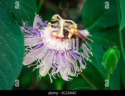 Une abeille pollinise une fleur de passion pourpre dans la verdure à l'extérieur. Une vue détaillée d'une abeille pollinisant une fleur de passion violette en fleurs Banque D'Images