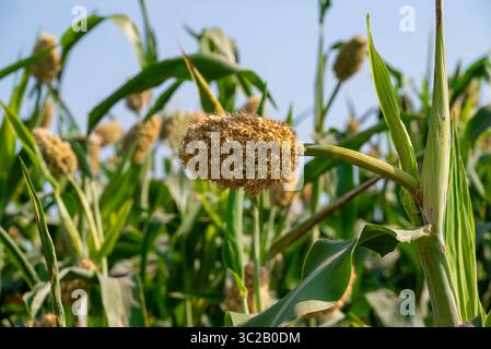Gros plan de la récolte de grains de Jowar (sorgho). Ferme de culture de sorgho de grain de Jowar. Ferme de mil Banque D'Images