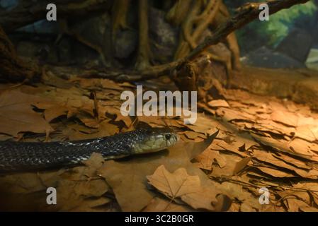 vue rapprochée de la tête de serpent naja sur le sol dans le zoo Banque D'Images