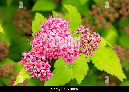 Cette superbe photo macro capture les détails complexes d'une inflorescence spirée japonaise, mettant en valeur ses couleurs éclatantes et ses pétales délicats Banque D'Images