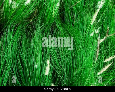 Fond et texturé d'herbe de fontaine verte avec des fleurs soufflent du vent. Banque D'Images