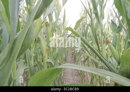 Épis de maïs blanc dans le champ avant la récolte Banque D'Images