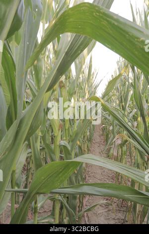 Épis de maïs blanc dans le champ avant la récolte Banque D'Images