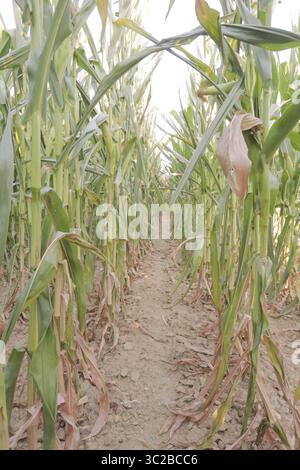 Épis de maïs blanc dans le champ avant la récolte Banque D'Images