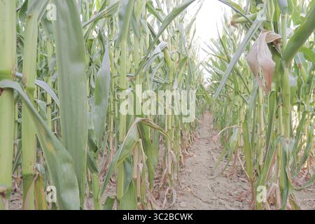 Épis de maïs blanc dans le champ avant la récolte Banque D'Images