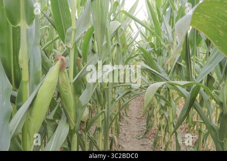 Épis de maïs blanc dans le champ avant la récolte Banque D'Images