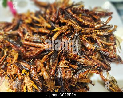 Grasshoppers frits croustillants comme insectes comestibles durables Banque D'Images