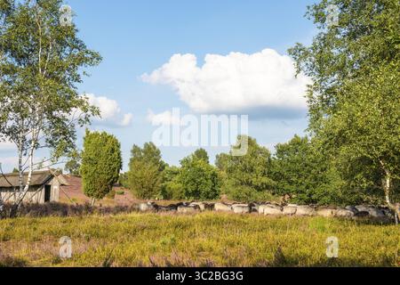 Bruyère de cloche (Ovis gmelini aries), également connue sous le nom de Lueneburger Heidschnucken, troupeau dans le paysage de landes, ciel bleu, nuages blancs, bruyère à floraison violette Banque D'Images