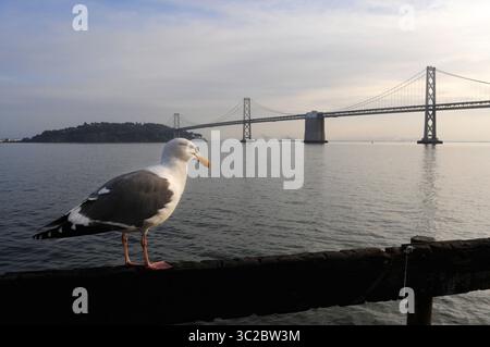 12 janvier 2019 : San Francisco, Californie, États-Unis : le Bay Bridge et l'horizon de San Francisco vus de l'île Treasue. Vue panoramique classique sur les gratte-ciel de San Francisco avec le célèbre pont de la baie d'Oakland illuminé dans le magnifique crépuscule du soir au crépuscule en été (crédit image : © Sergi Reboredo/ZUMA Wire) Banque D'Images