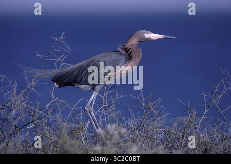 29 août 2018 - aigrette rougeâtre - Egretta rufescens .basse Californie (Mexique), côte américaine du Golfe, îles des Caraïbes, côte de l'Amérique centrale et Venezuela.photographié sur un site de reproduction sur l'île le long de la côte pacifique de basse Californie (crédit image : © Francois Gohier / Vwpics/VW pics via ZUMA Wire) Banque D'Images