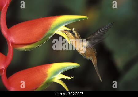 9 mars 2019 - petit Hermite Hummingbird.Phaetornis longuemareus.se nourrir de fleurs d'Heliconia.région de Madre de Dios, Pérou (crédit image : © Francois Gohier / Vwpics/VW pics via ZUMA Wire) Banque D'Images