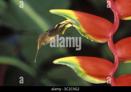 9 mars 2019 - petit Hermite Hummingbird.Phaetornis longuemareus.se nourrir de fleurs d'Heliconia.région de Madre de Dios, Pérou (crédit image : © Francois Gohier / Vwpics/VW pics via ZUMA Wire) Banque D'Images