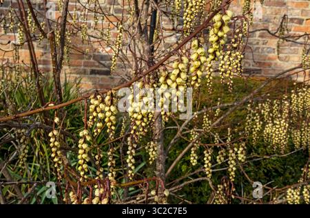 Gros plan des fleurs jaune pâle de Stachyurus praecox arbuste fleuri au début du printemps Angleterre Royaume-Uni GB Grande-Bretagne Banque D'Images