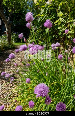 Gros plan de ciboulette violette ciboulette plantes plantes plantes fleurs fleurissant dans une frontière de jardin en été Angleterre Royaume-Uni GB Grande-Bretagne Banque D'Images