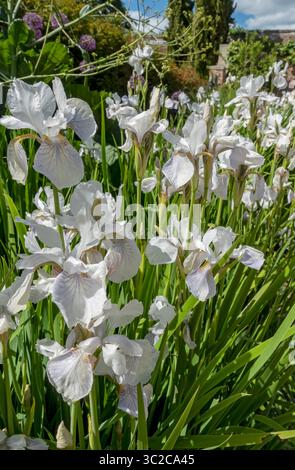 Iris iris violet pâle et blanc fleurs fleurissant dans une frontière de jardin en été Angleterre Royaume-Uni GB Grande-Bretagne Banque D'Images