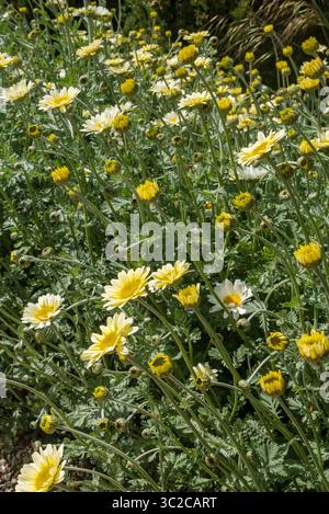 Gros plan de marguerite marguerites marguerites marguerites fleurs fleurs fleurs floraison poussant à la frontière en été Angleterre Royaume-Uni Grande-Bretagne Banque D'Images
