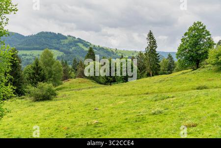 Impression idyllique autour de Schönau dans la Forêt Noire, une ville dans le district de Lörrach dans le Bade-Württemberg, Allemagne Banque D'Images