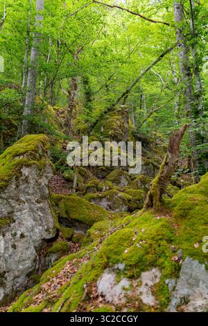 Impression de forêt vue autour de Schönau dans la Forêt Noire, une ville dans le district de Lörrach dans le Bade-Württemberg, Allemagne Banque D'Images