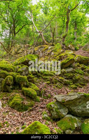 Impression de forêt vue autour de Schönau dans la Forêt Noire, une ville dans le district de Lörrach dans le Bade-Württemberg, Allemagne Banque D'Images
