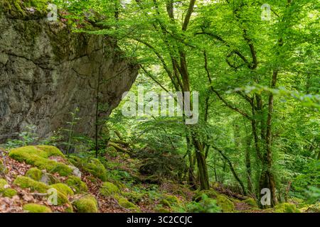 Impression de forêt vue autour de Schönau dans la Forêt Noire, une ville dans le district de Lörrach dans le Bade-Württemberg, Allemagne Banque D'Images