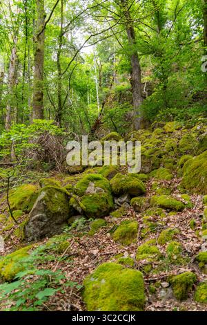 Impression de forêt vue autour de Schönau dans la Forêt Noire, une ville dans le district de Lörrach dans le Bade-Württemberg, Allemagne Banque D'Images